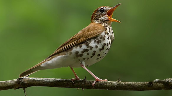 WoodThrush